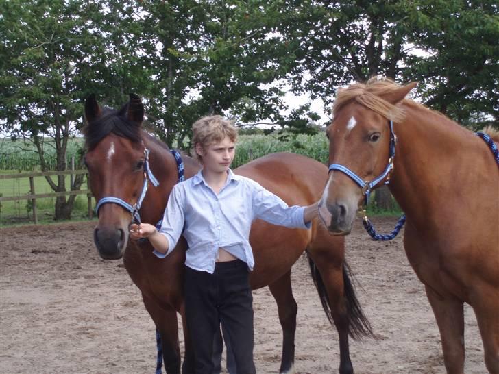 New Forest Danfox Ramona   - Ramona og facet, som udstillingsheste :-) billede 4