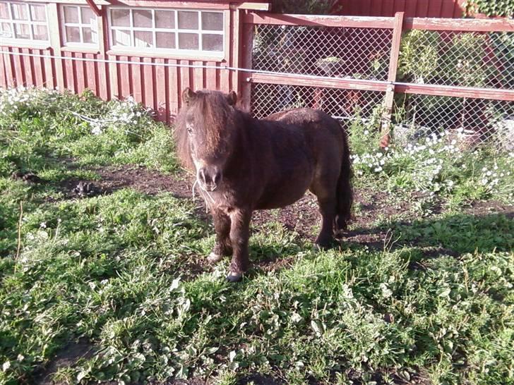 Shetlænder Bølle<3(L' ILY <3 - Smukke bølle NYT-30/9 billede 10