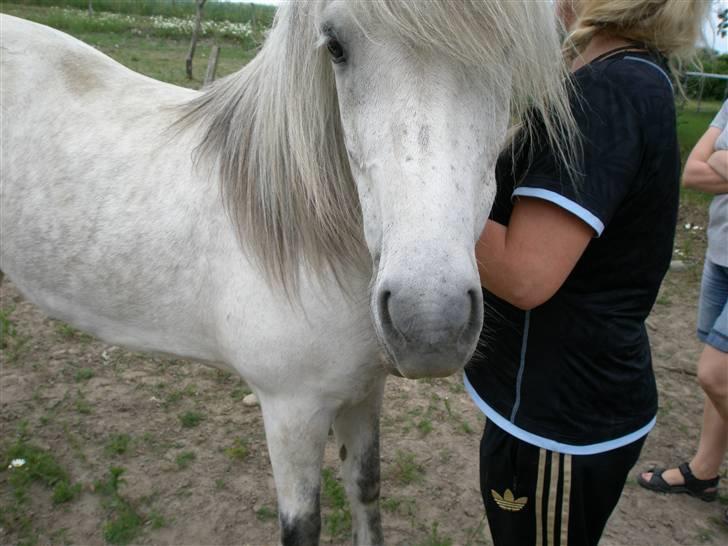 Islænder <3 Twister/Twistur <3 billede 4
