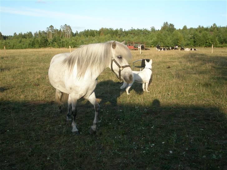 Islænder <3 Twister/Twistur <3 billede 5