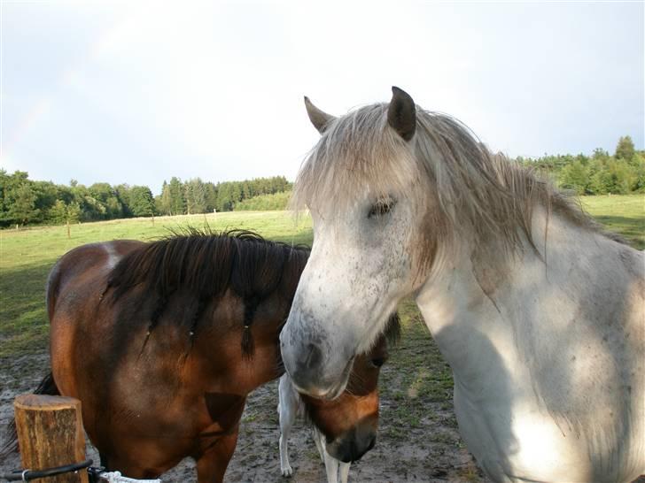 Islænder <3 Twister/Twistur <3 billede 6
