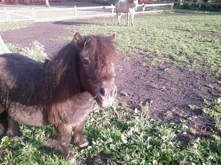 Shetlænder Bølle<3(L' ILY <3 - Nårh du er sød Bølle NYT-30/9 billede 11