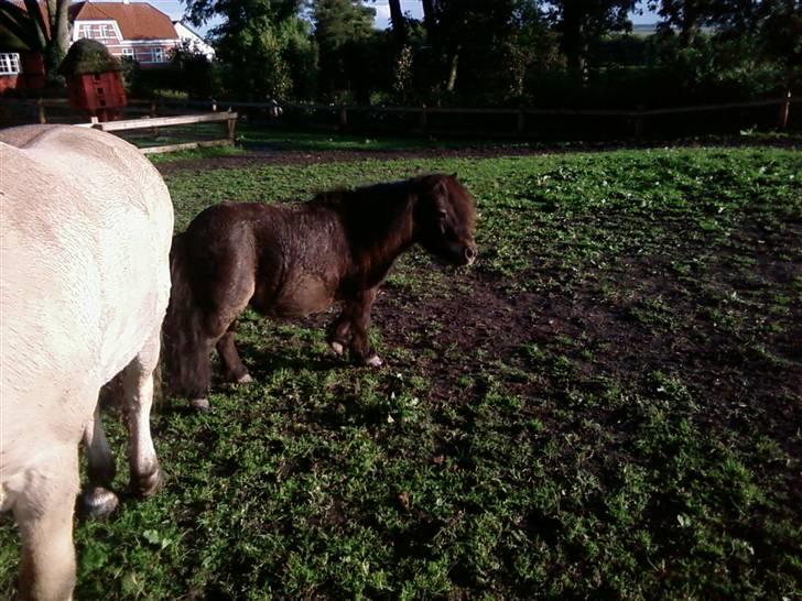 Shetlænder Bølle<3(L' ILY <3 - Dejlige  Bølle nyt-30/9 billede 12