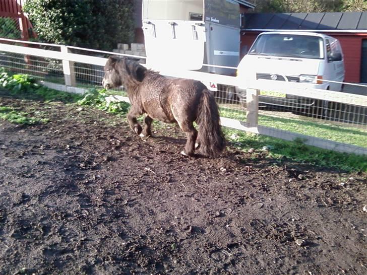 Shetlænder Bølle<3(L' ILY <3 - Bølle løber <3NYT-30/9 billede 13