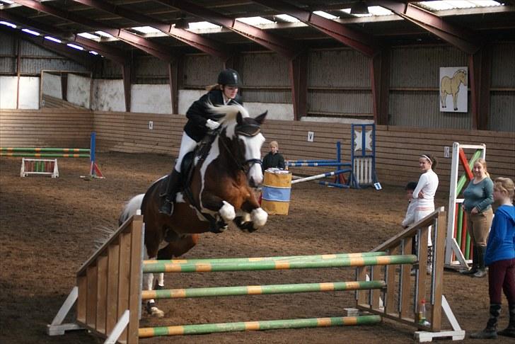 Anden særlig race Cansas - LD billede 7