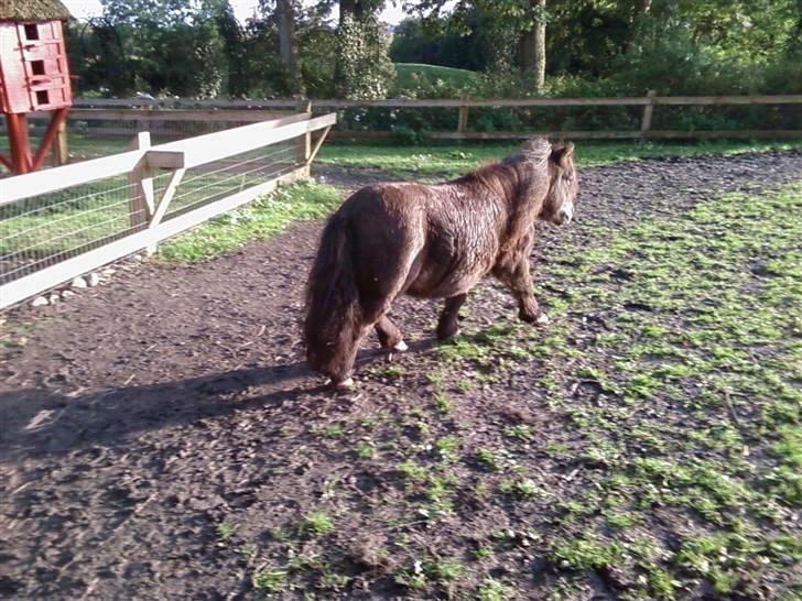 Shetlænder Bølle<3(L' ILY <3 - Bølle traver , nårrh han er sød NYT-30/9 billede 14