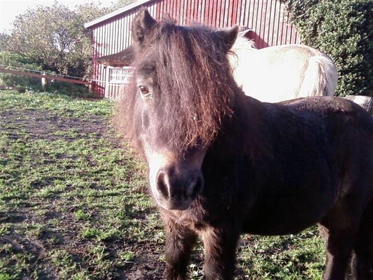 Shetlænder Bølle<3(L' ILY <3 - Seje Bølle <3 NYT-30/9 billede 15