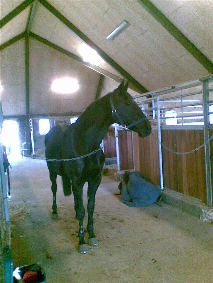 Traver Classic Lady R.I.P :-( - jeg er så smuk billede 8