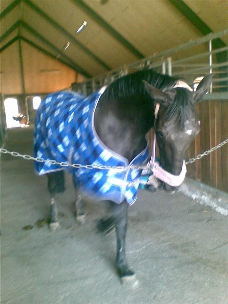 Traver Classic Lady R.I.P :-( - se mig lige jag er så dygtig. Det er også sådan jeg går når mor kan få mig til at gå ned med hovedet billede 9