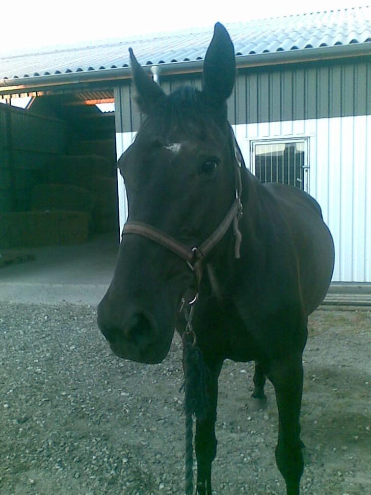 Traver Classic Lady R.I.P :-( - Bag mig kan i så se den nye stald som jeg flytter ind i. billede 10