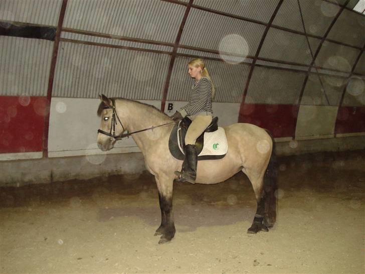 Connemara Mosens Rose Maree billede 18