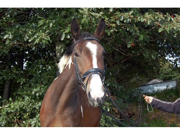 {{currentPhoto.altText}} billede {{currentPhoto.number}}