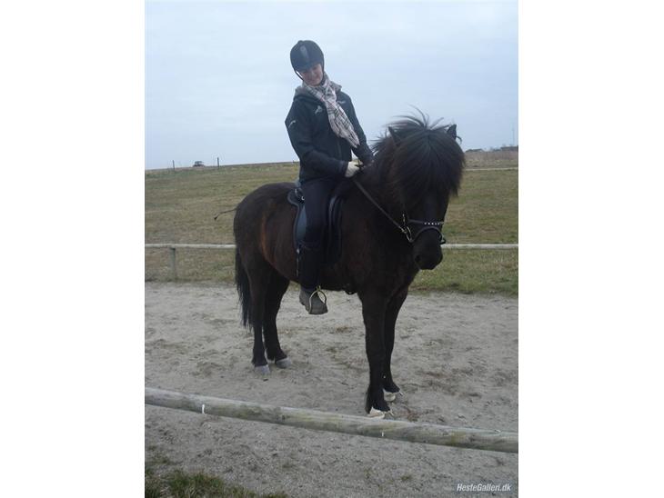 Islænder Fjalar Fra Løvemose<3 - Velkommen til Fjalars profil <´3 Her er Fjalar og jeg på Geysirbanen d. 31/3-09 . Taget af Julie <´3 . MÅ IKKE KOPIERES. billede 1