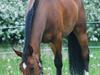 Oldenborg Cornelia [Tidl. hest]