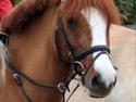 Anden særlig race Lego Star ¤solgt&savnet¤