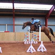 Hollandsk Varmblod sissilocia