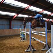 Hollandsk Varmblod sissilocia