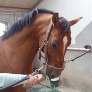 Dansk Varmblod Candor Højvang