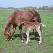 Frederiksborg Zahnadue (solgt)