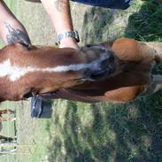 Frederiksborg Zahnadue (solgt)