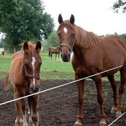 Frederiksborg Zahnadue (solgt)