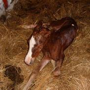 Anden særlig race Gazell foræret til mia;O)