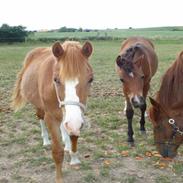 Anden særlig race Gazell foræret til mia;O)