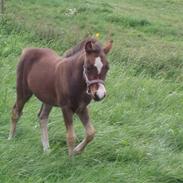Anden særlig race Babe