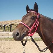 Fuldblod (XX) Rusty Line