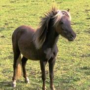 Anden særlig race moon-star(solgt)