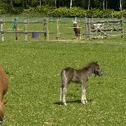 Anden særlig race moon-star(solgt)