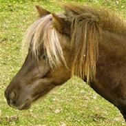 Anden særlig race moon-star(solgt)