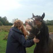 Welsh Cob (sec D) Arvalon Miss Marple