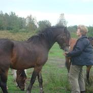 Welsh Cob (sec D) Arvalon Miss Marple