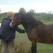 Welsh Cob (sec D) Arvalon Miss Marple
