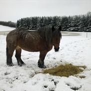 Belgier Dorte af tjerrildmosegård... solgt