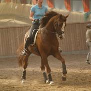 Tysk Oldenburger Pink Floyd F. (Pink)