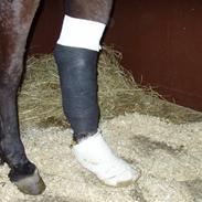 Traver Kvik lobell-udlånt