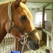 Haflinger Patrizia *SOLGT*