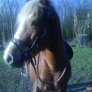 Haflinger Patrizia *SOLGT*
