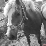 Haflinger Patrizia *SOLGT*
