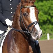 Tysk Oldenburger Pink Floyd F. (Pink)