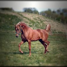 Arabisk fuldblod (OX) Magic Sareem