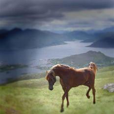 Arabisk fuldblod (OX) Magic Sareem