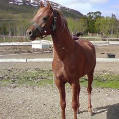 Arabisk fuldblod (OX) Magic Sareem