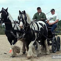 Irish Cob Dandy Boy
