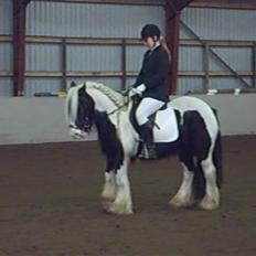 Irish Cob Dandy Boy
