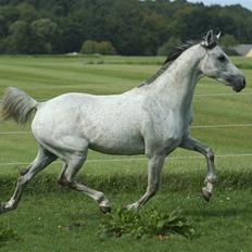 Arabisk fuldblod (OX) Dangerous ox2586