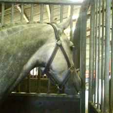 Dansk Varmblod Castella Høm