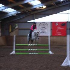 Dansk Varmblod R.I.P Lee-løgum Høm